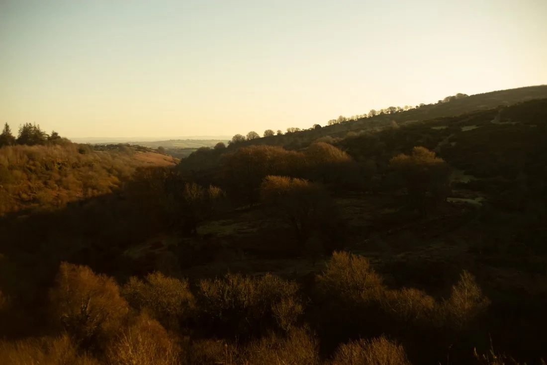 A close-up photograph from Dartmoor