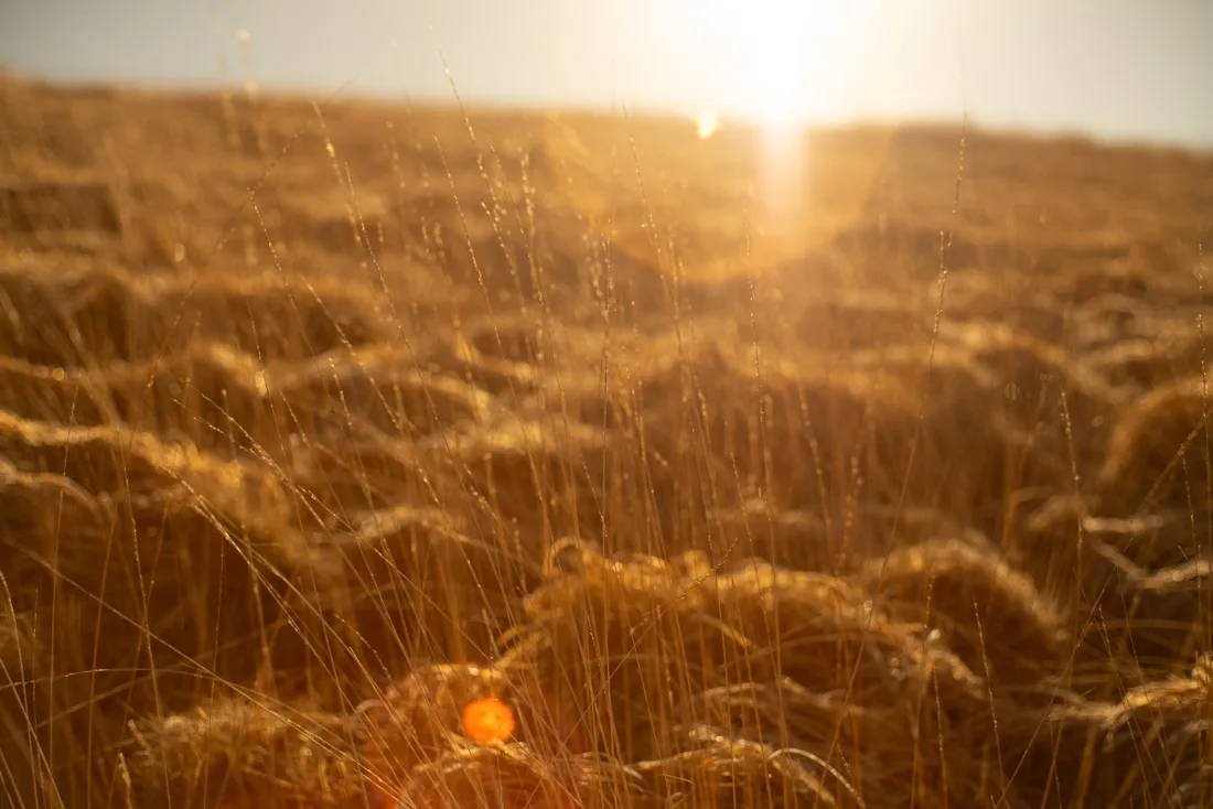 A close-up photograph from Dartmoor