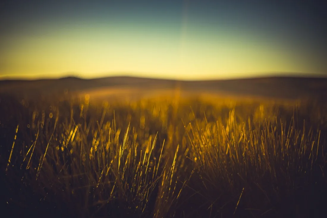 A close-up photograph from Dartmoor
