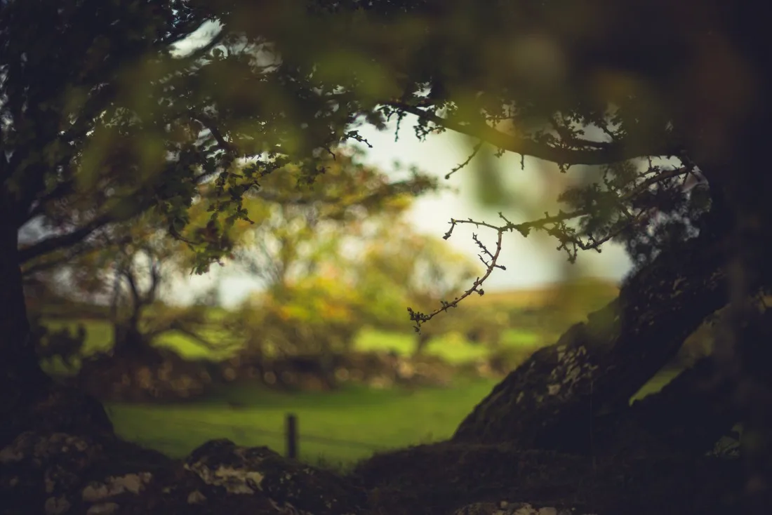 A close-up photograph from Dartmoor