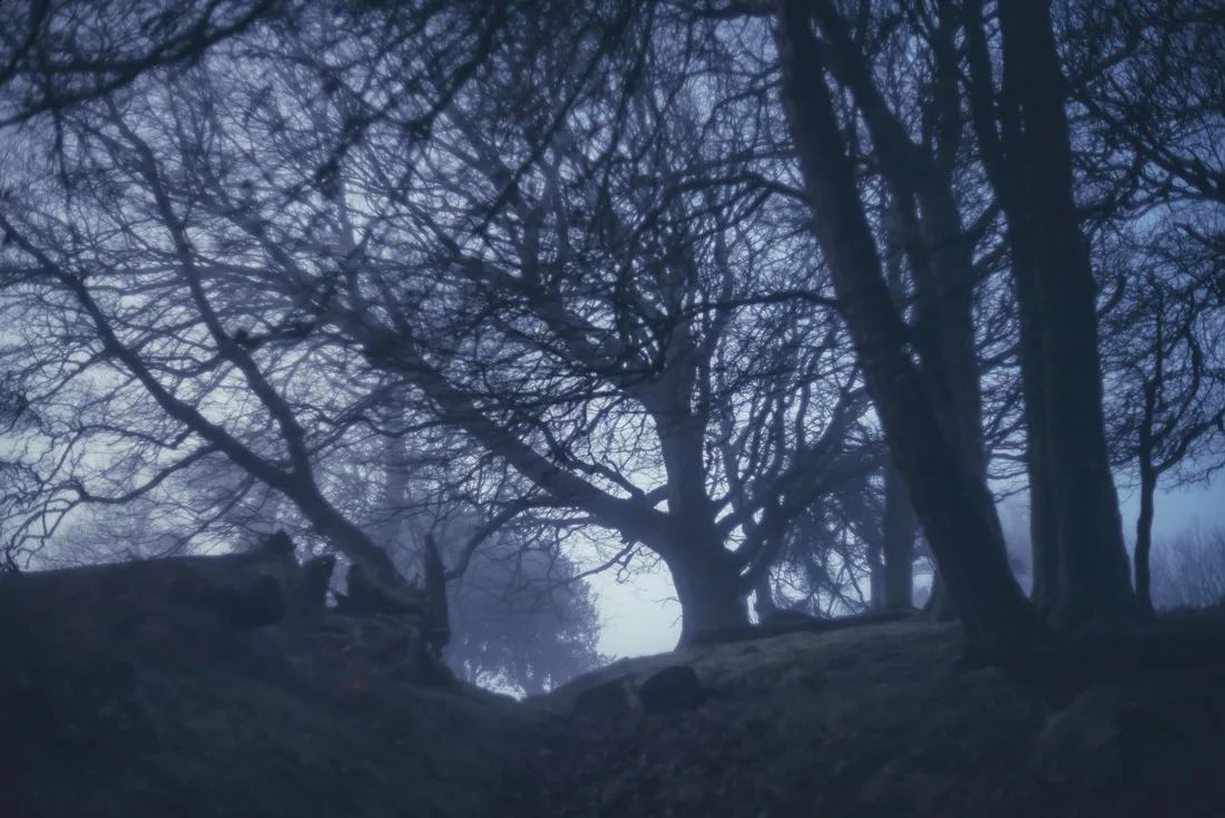 A close-up photograph from Dartmoor