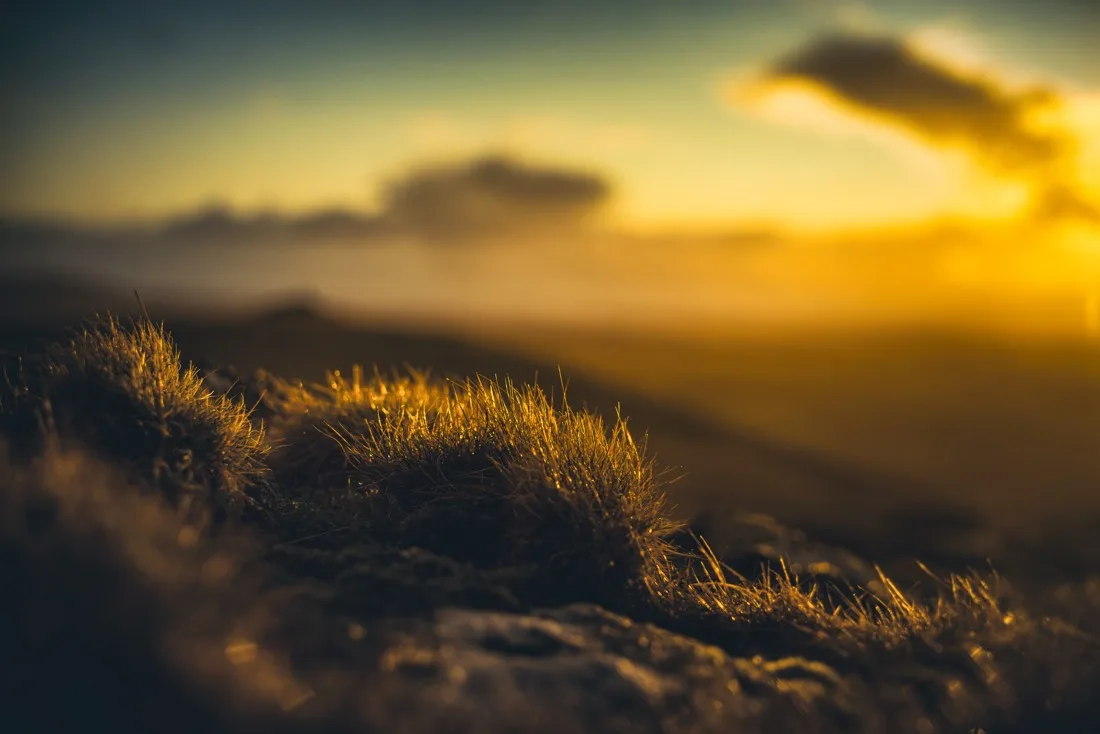 A close-up photograph from Dartmoor