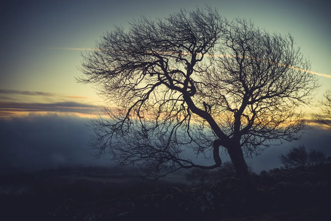 A close-up photograph from Dartmoor