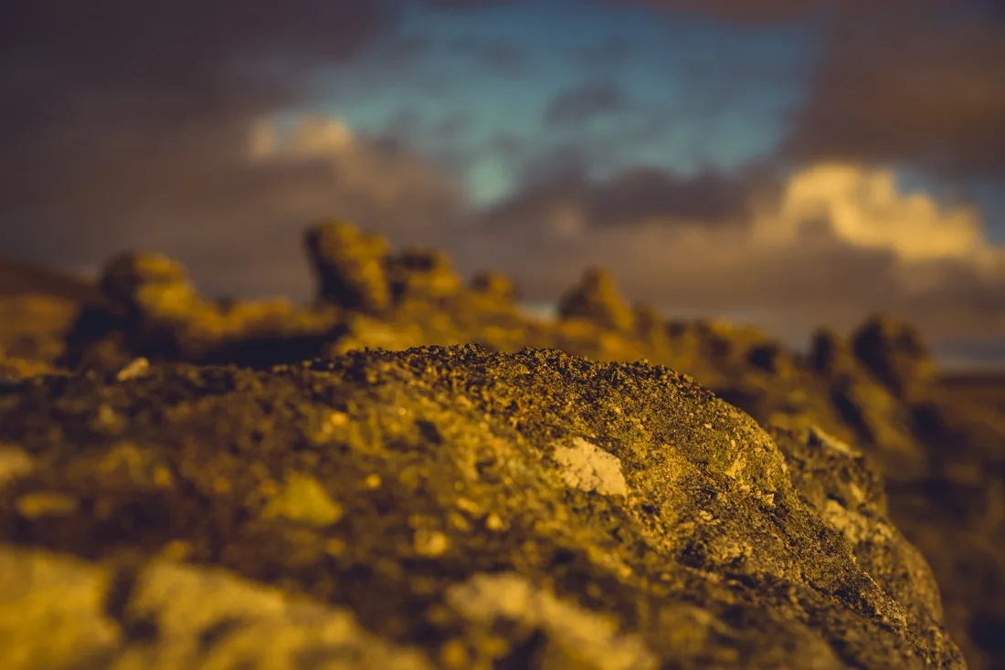A close-up photograph from Dartmoor