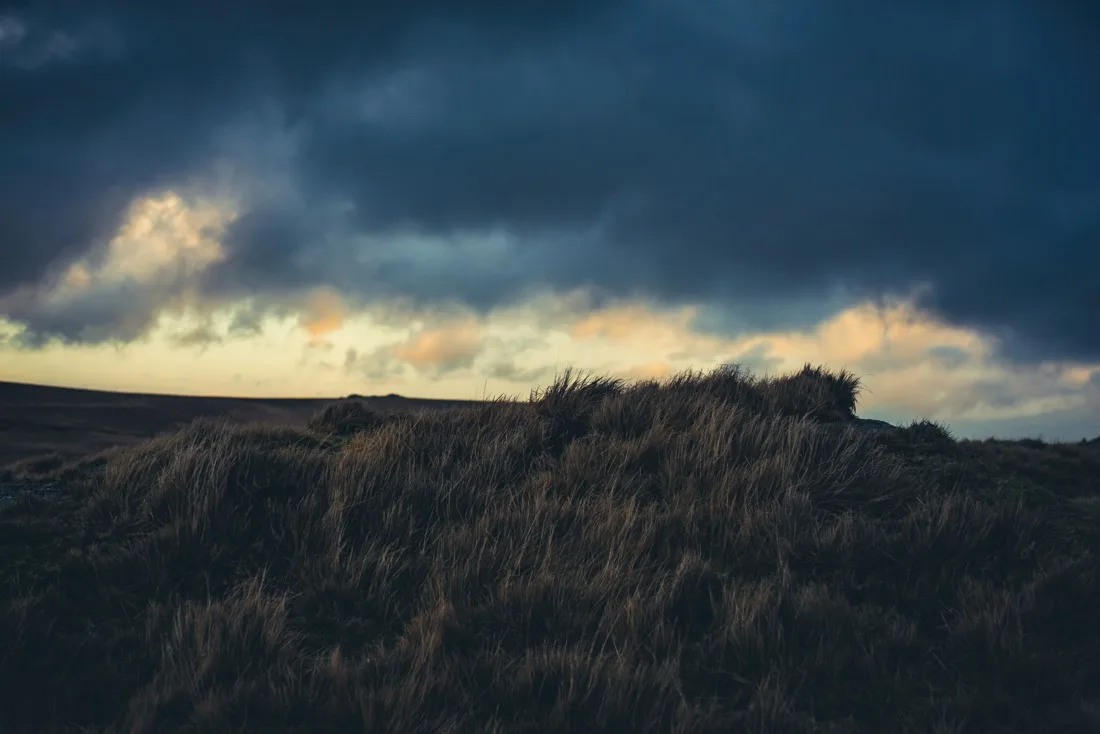 A close-up photograph from Dartmoor