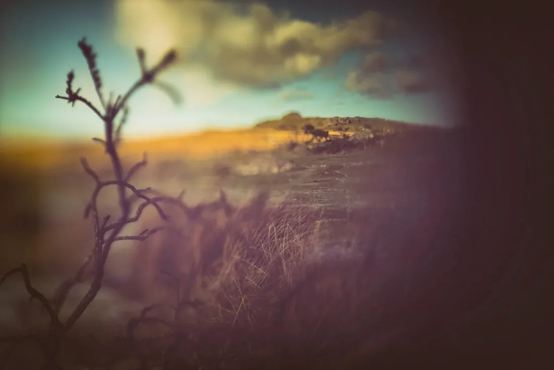 A close-up photograph from Dartmoor