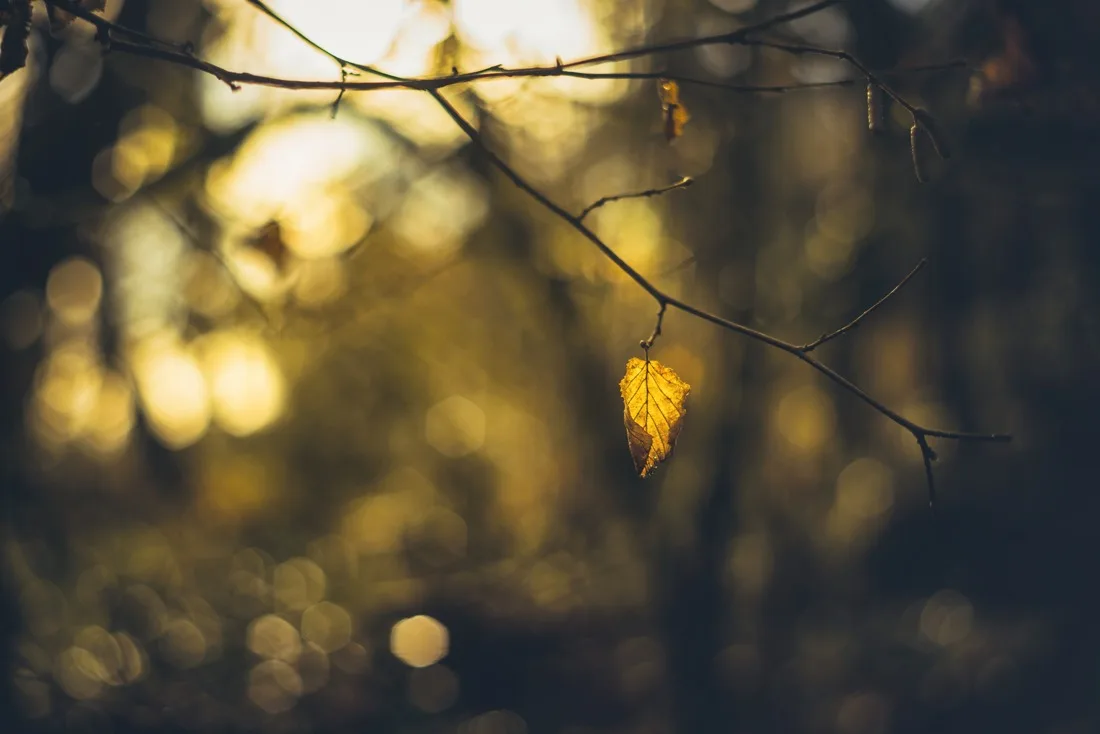 A close-up photograph from Dartmoor