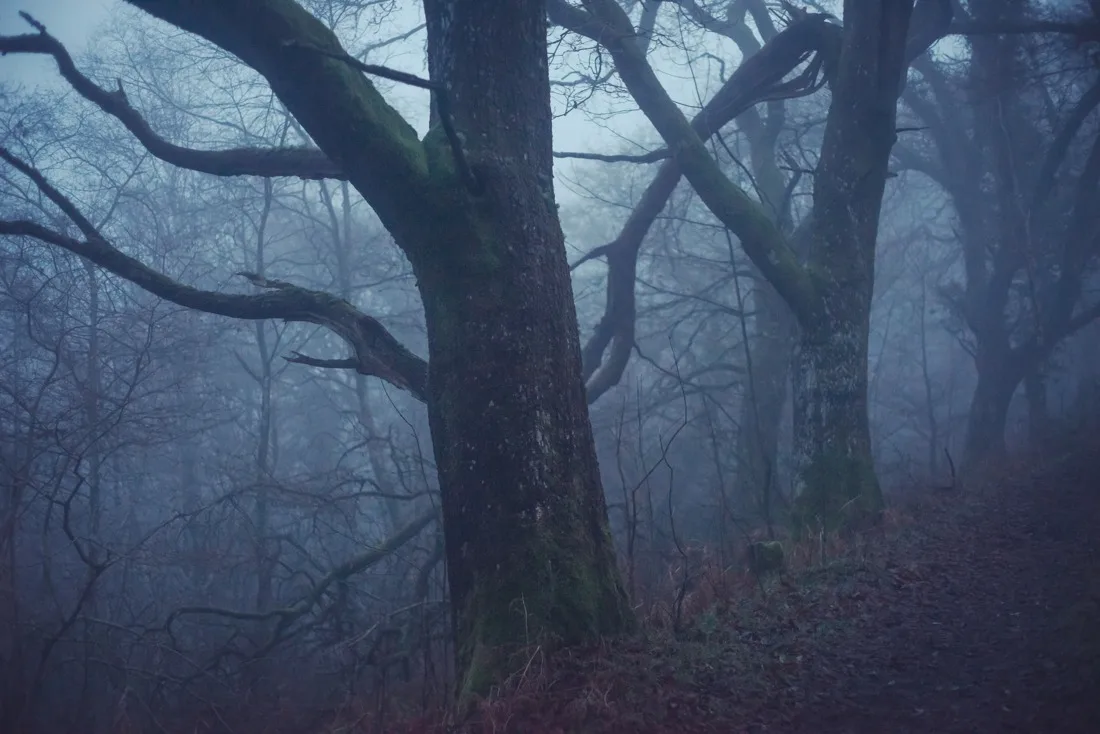 A close-up photograph from Dartmoor