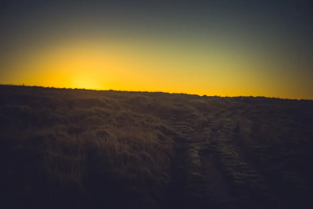 A close-up photograph from Dartmoor