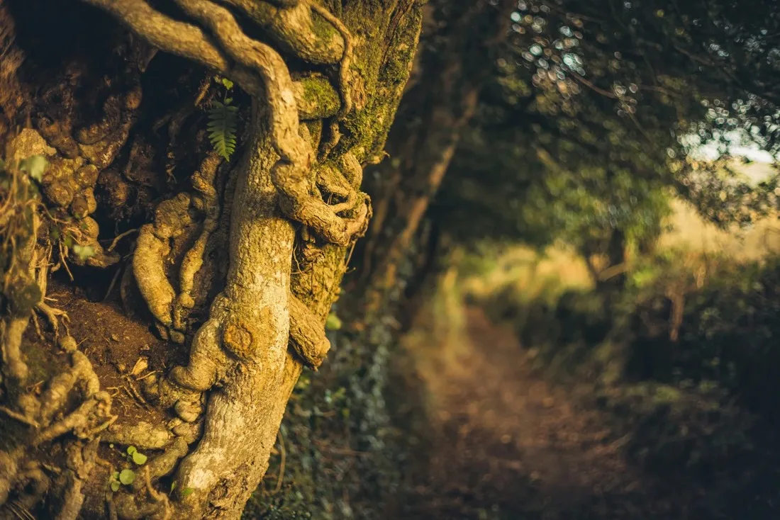 A close-up photograph from Dartmoor
