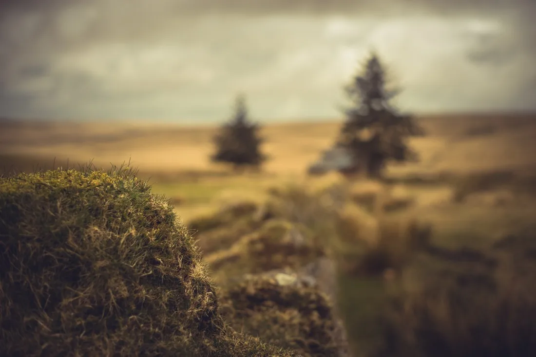 A close-up photograph from Dartmoor