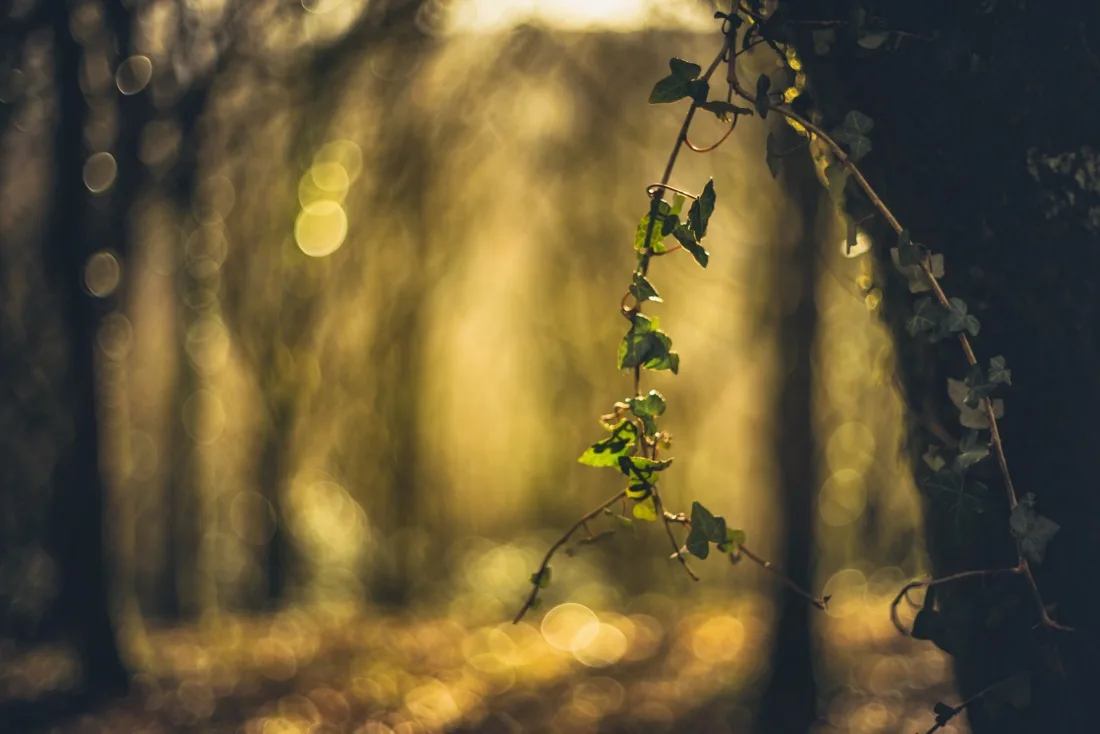 A close-up photograph from Dartmoor