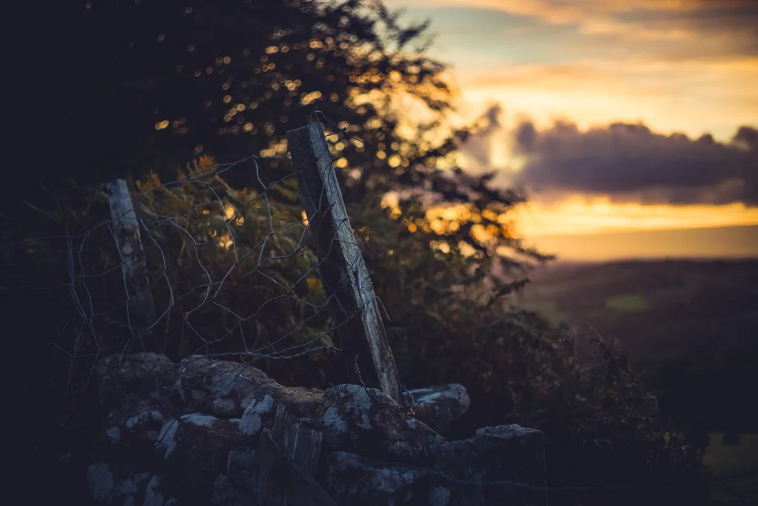 A close-up photograph from Dartmoor