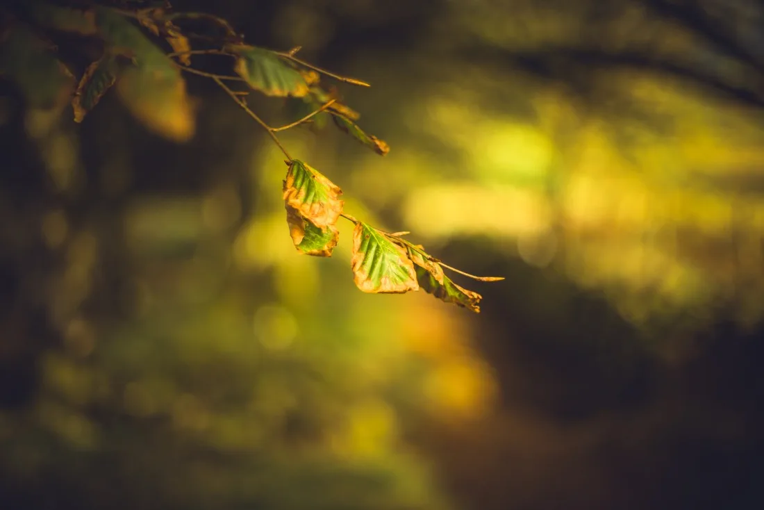 A close-up photograph from Dartmoor