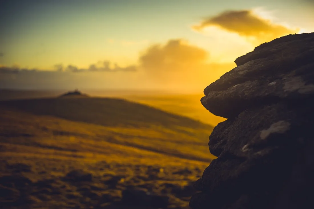 A close-up photograph from Dartmoor