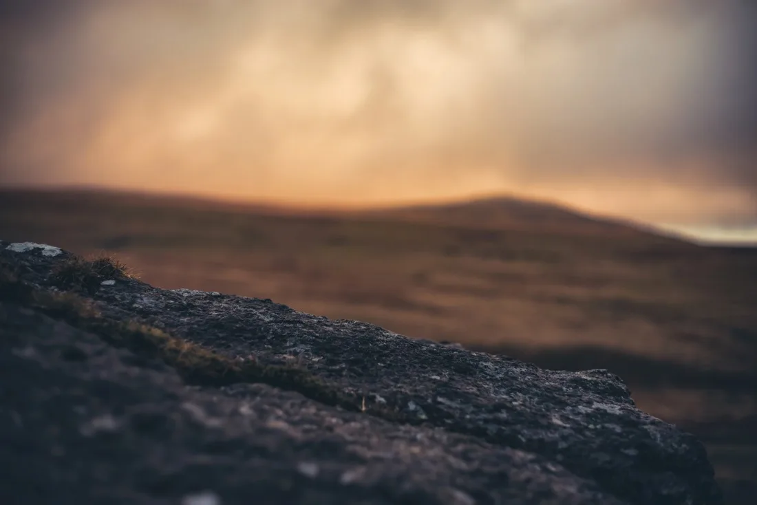 A close-up photograph from Dartmoor