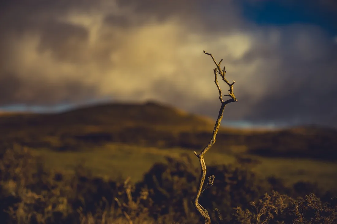 A close-up photograph from Dartmoor