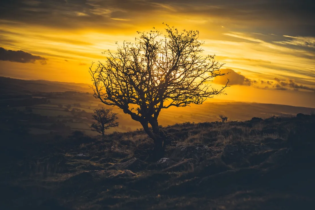 A close-up photograph from Dartmoor