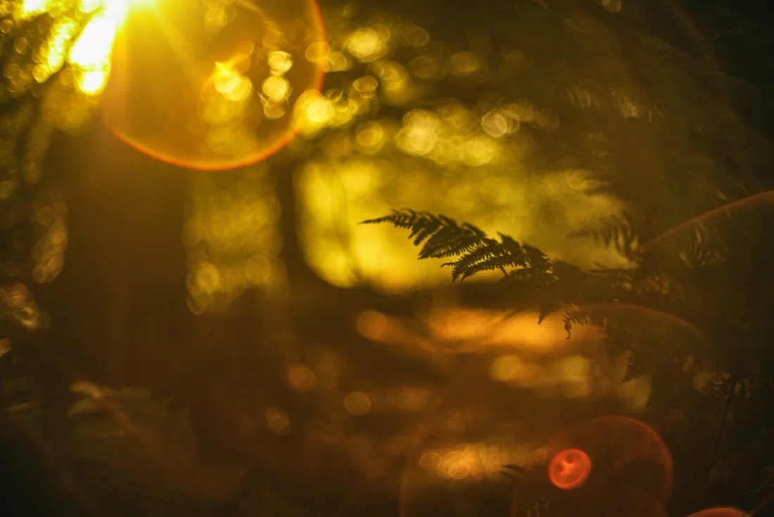 A close-up photograph from Dartmoor