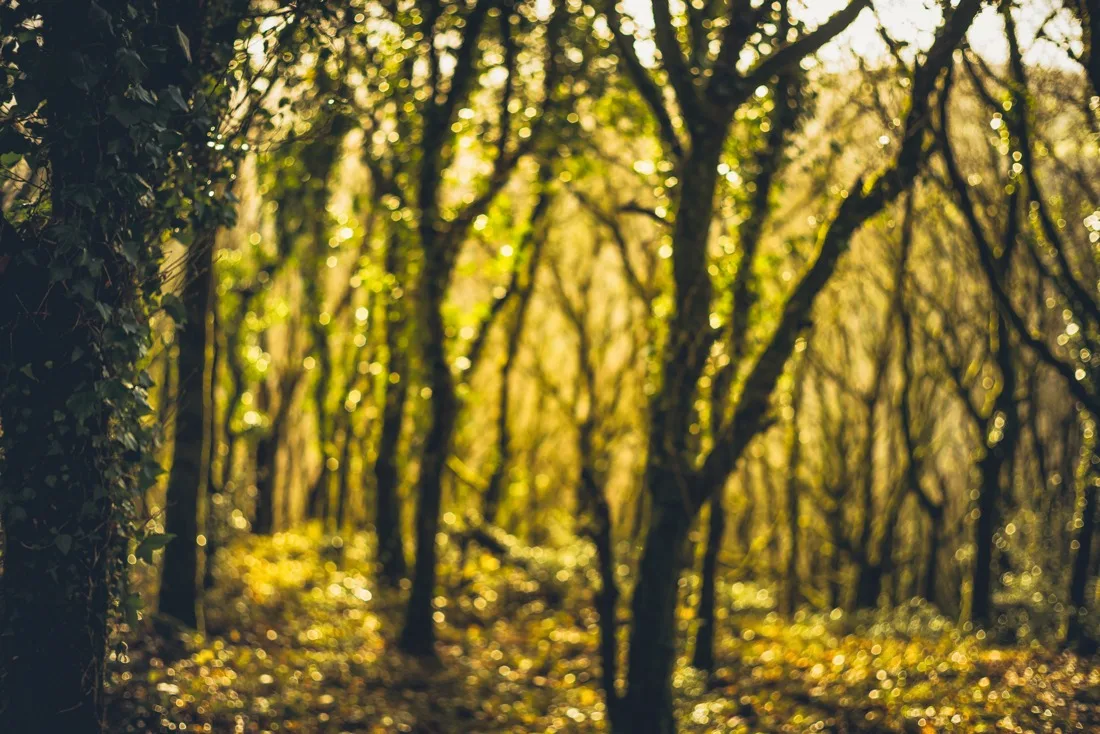A close-up photograph from Dartmoor
