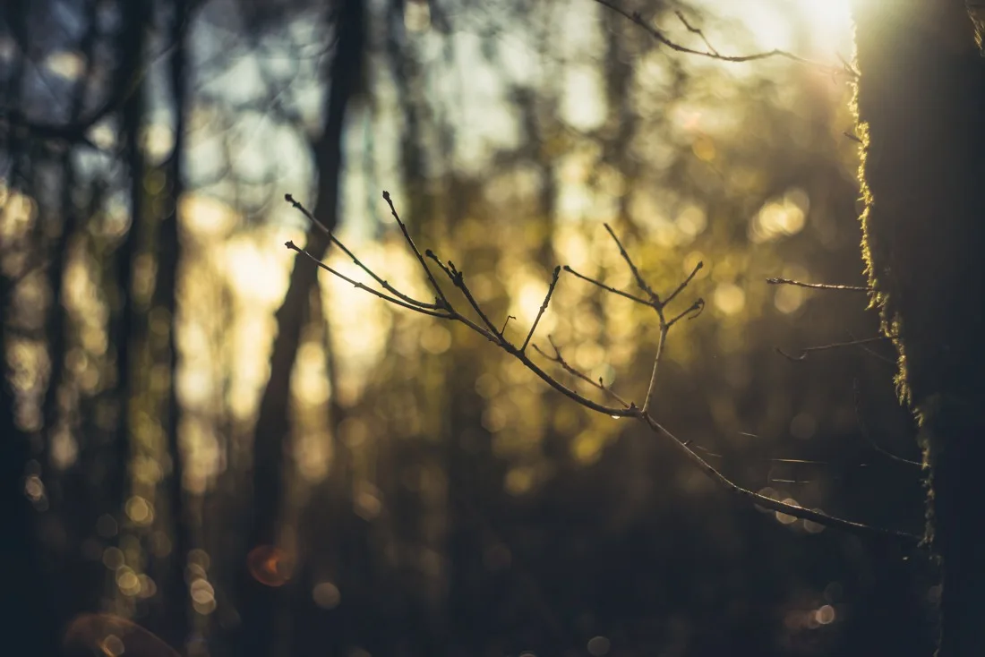 A close-up photograph from Dartmoor