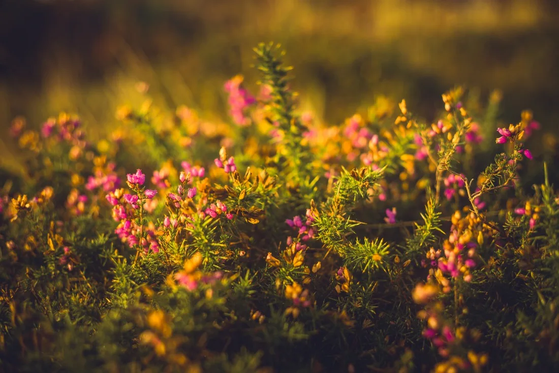 A close-up photograph from Dartmoor