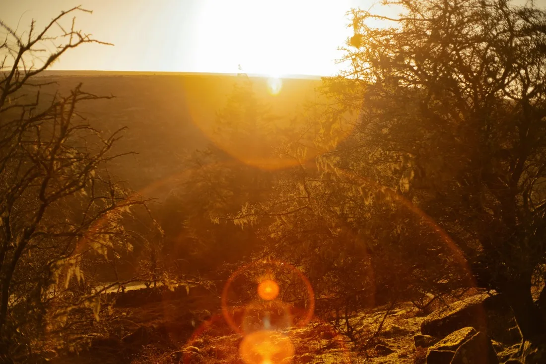 A close-up photograph from Dartmoor