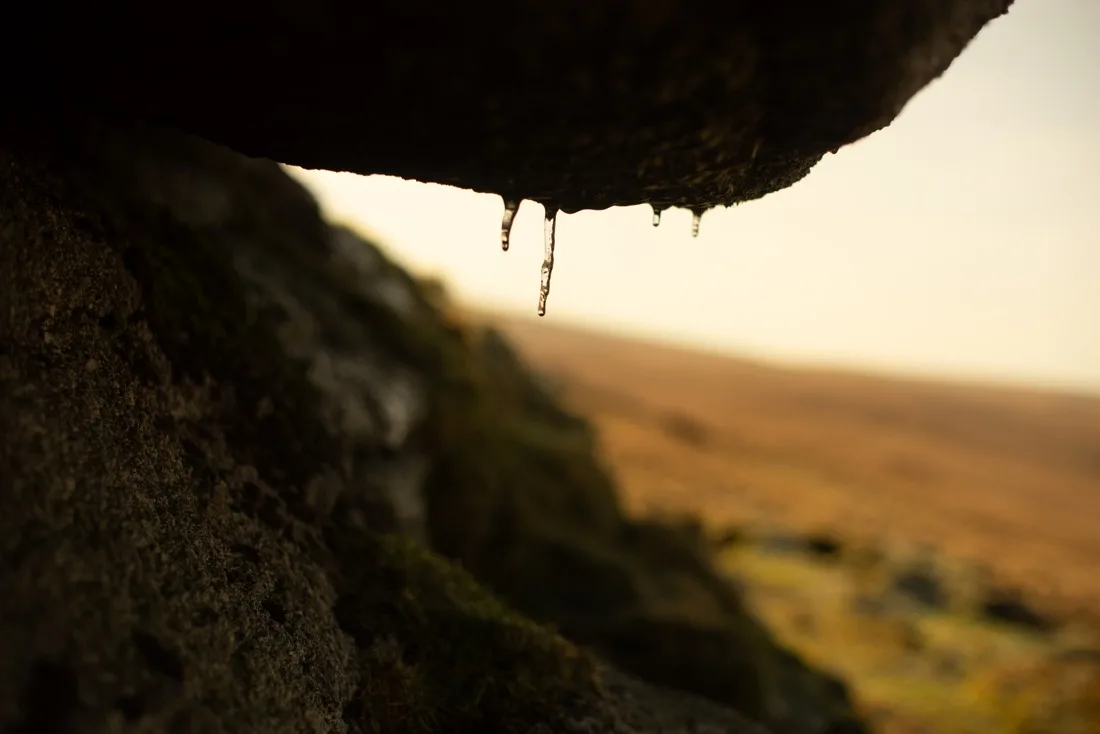 A close-up photograph from Dartmoor