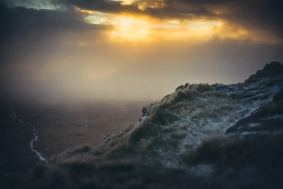 A close-up photograph from Dartmoor