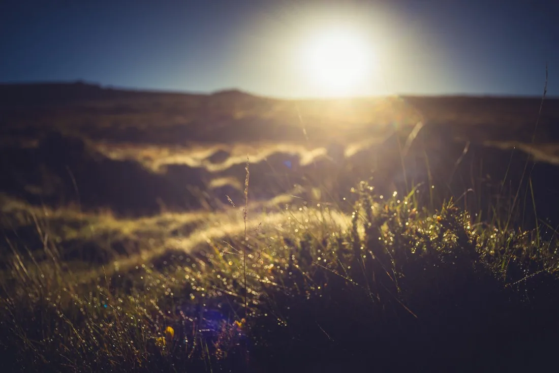 A close-up photograph from Dartmoor