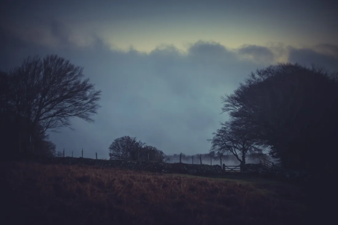 A close-up photograph from Dartmoor