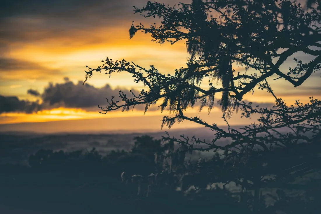 A close-up photograph from Dartmoor