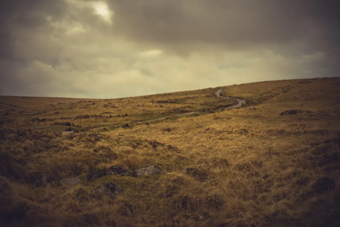 A close-up photograph from Dartmoor