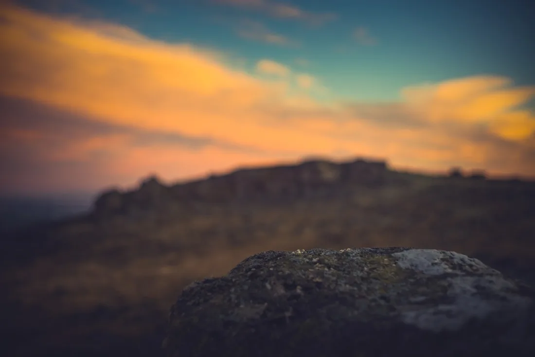 A close-up photograph from Dartmoor