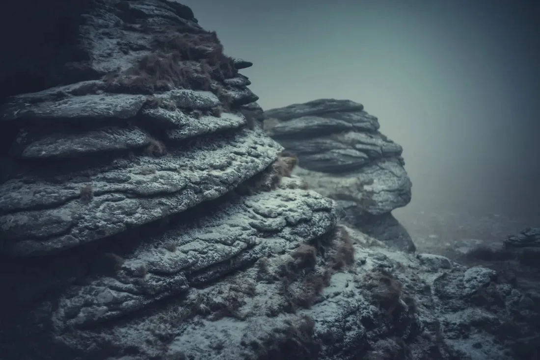 A close-up photograph from Dartmoor