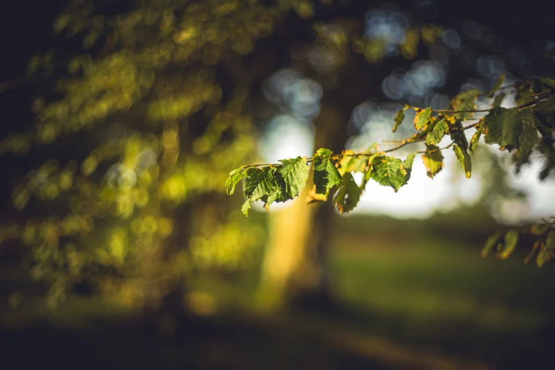 A close-up photograph from Dartmoor