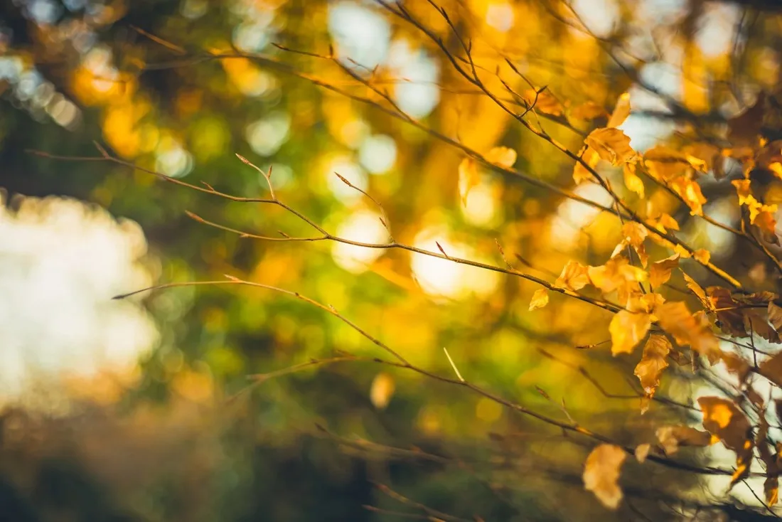 A close-up photograph from Dartmoor