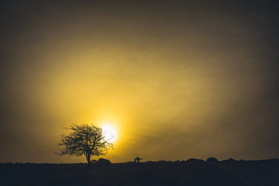 A close-up photograph from Dartmoor