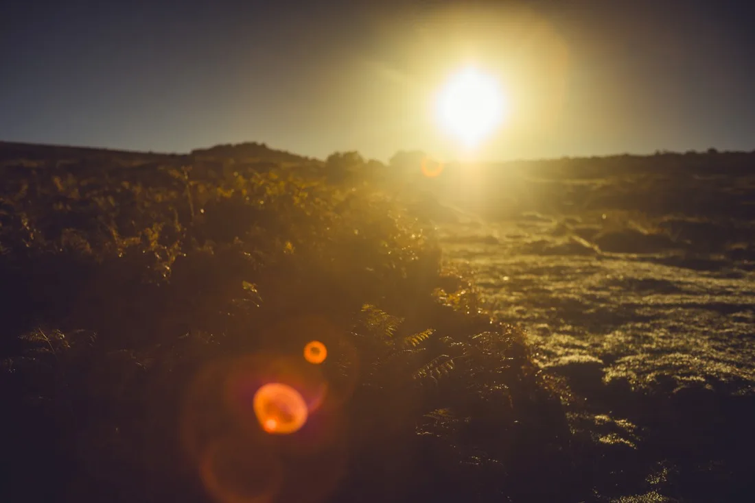 A close-up photograph from Dartmoor
