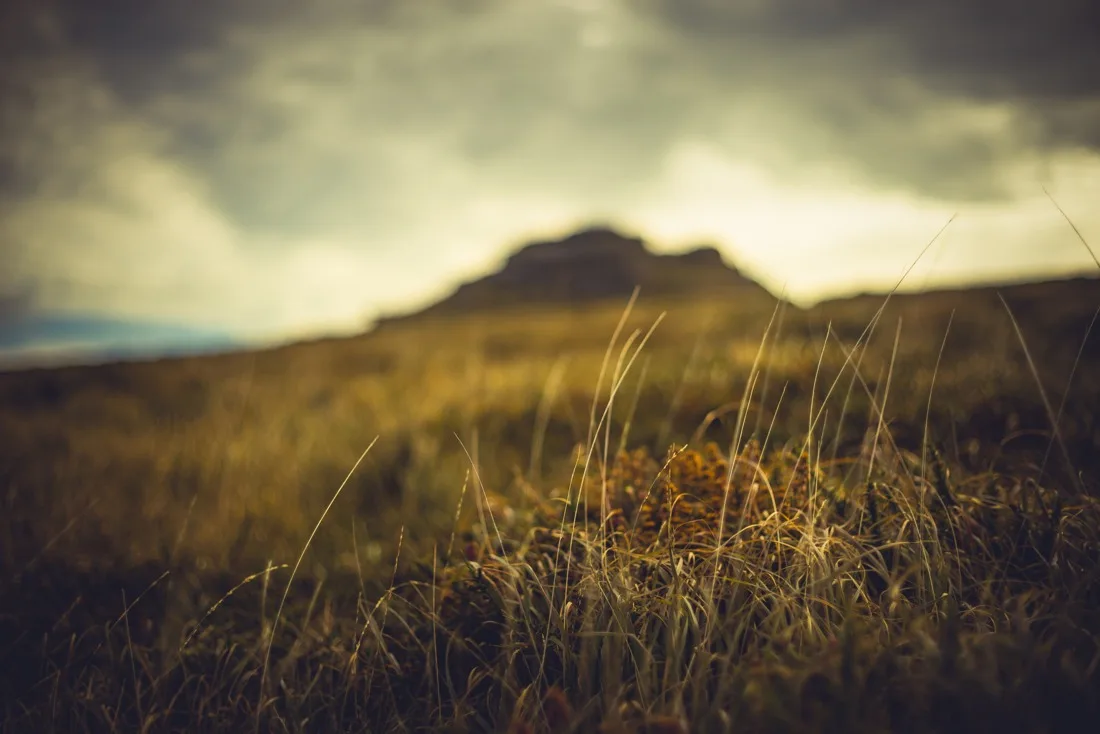A close-up photograph from Dartmoor