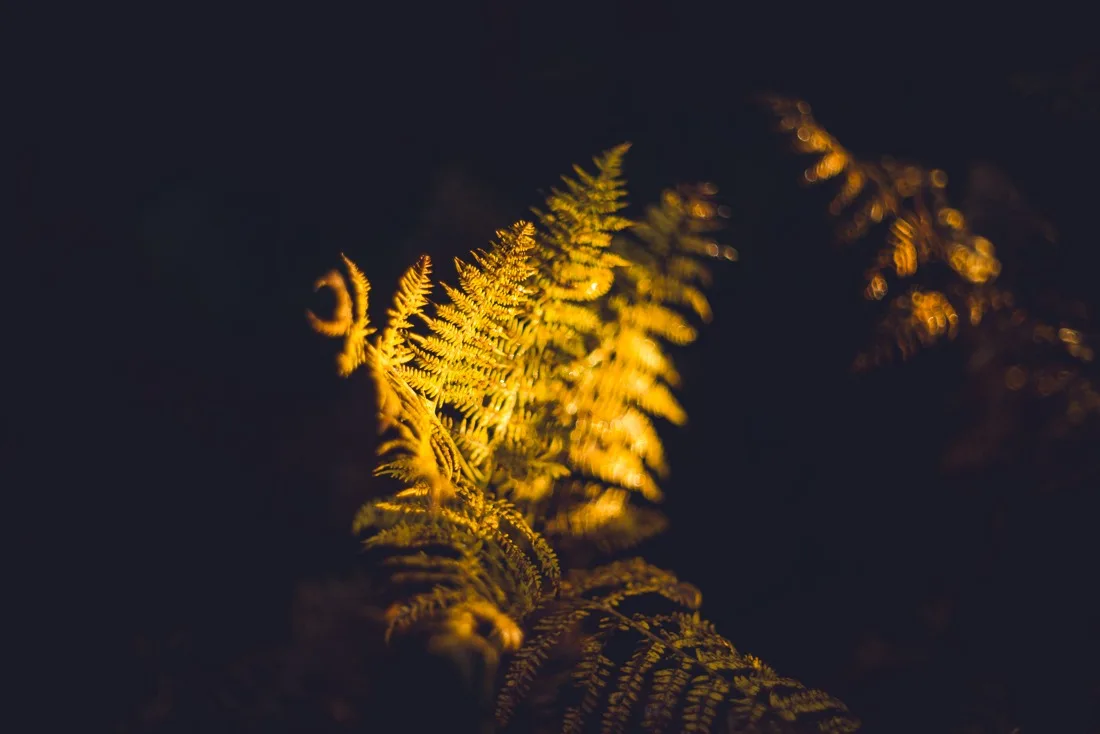A close-up photograph from Dartmoor