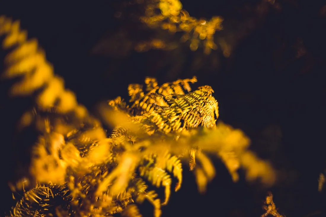 A close-up photograph from Dartmoor