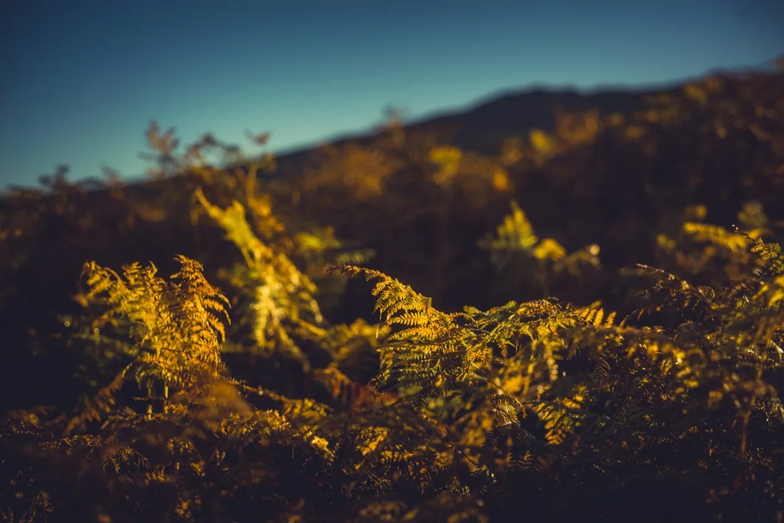 A close-up photograph from Dartmoor