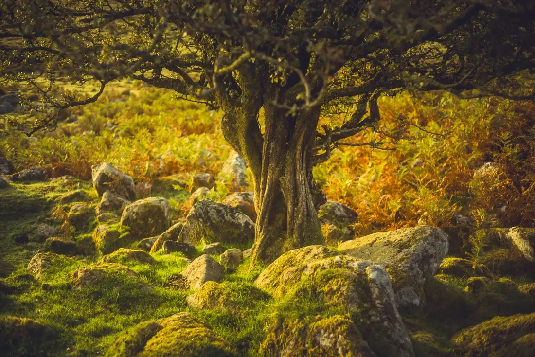 A close-up photograph from Dartmoor