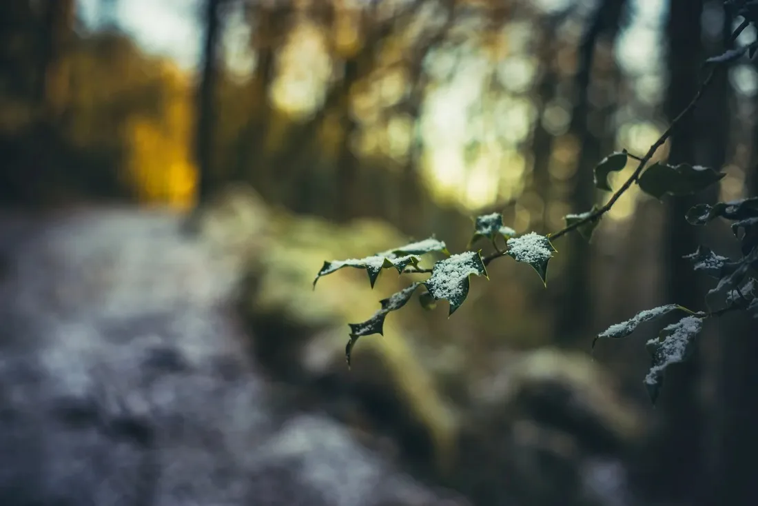 A close-up photograph from Dartmoor