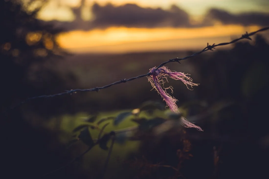 A close-up photograph from Dartmoor