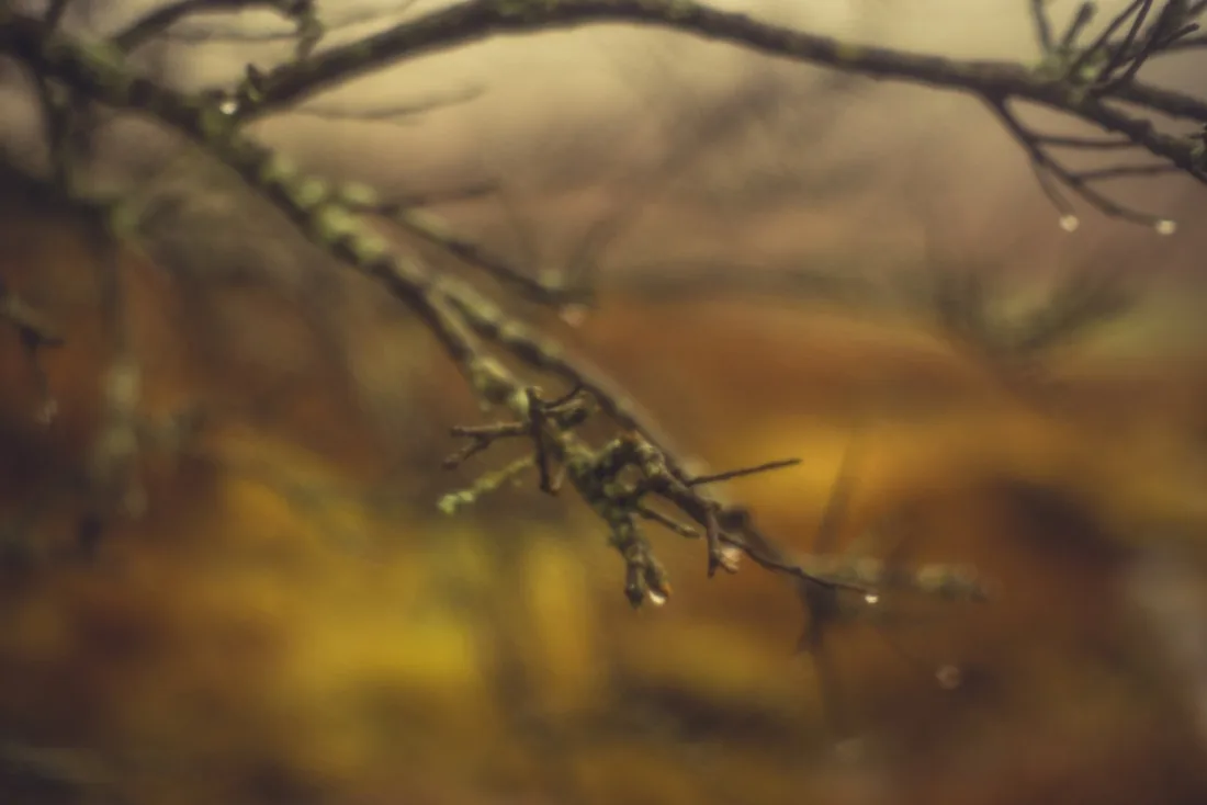 A close-up photograph from Dartmoor