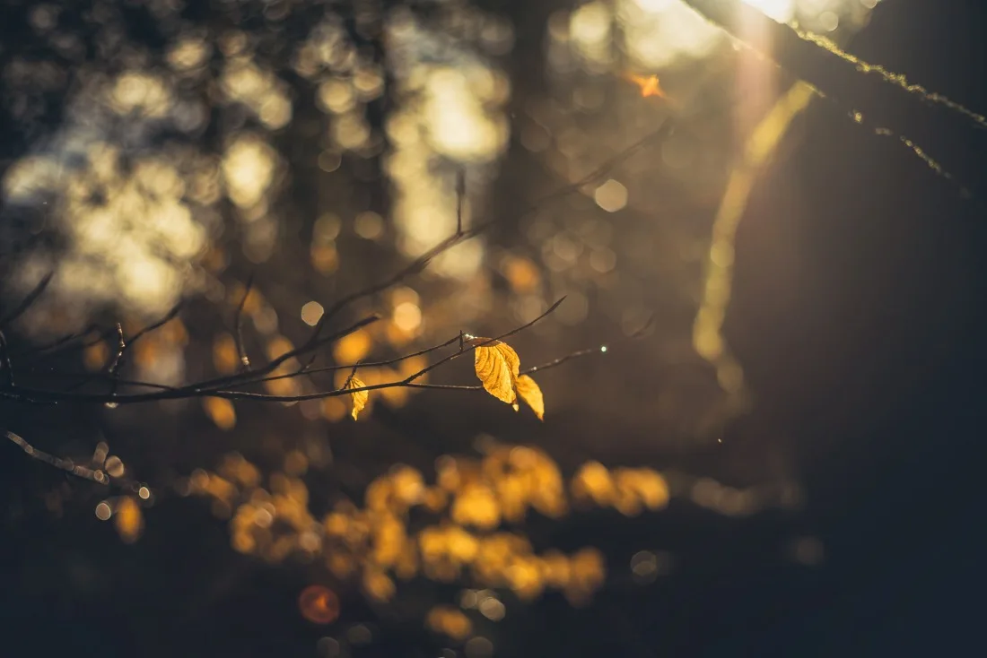 A close-up photograph from Dartmoor