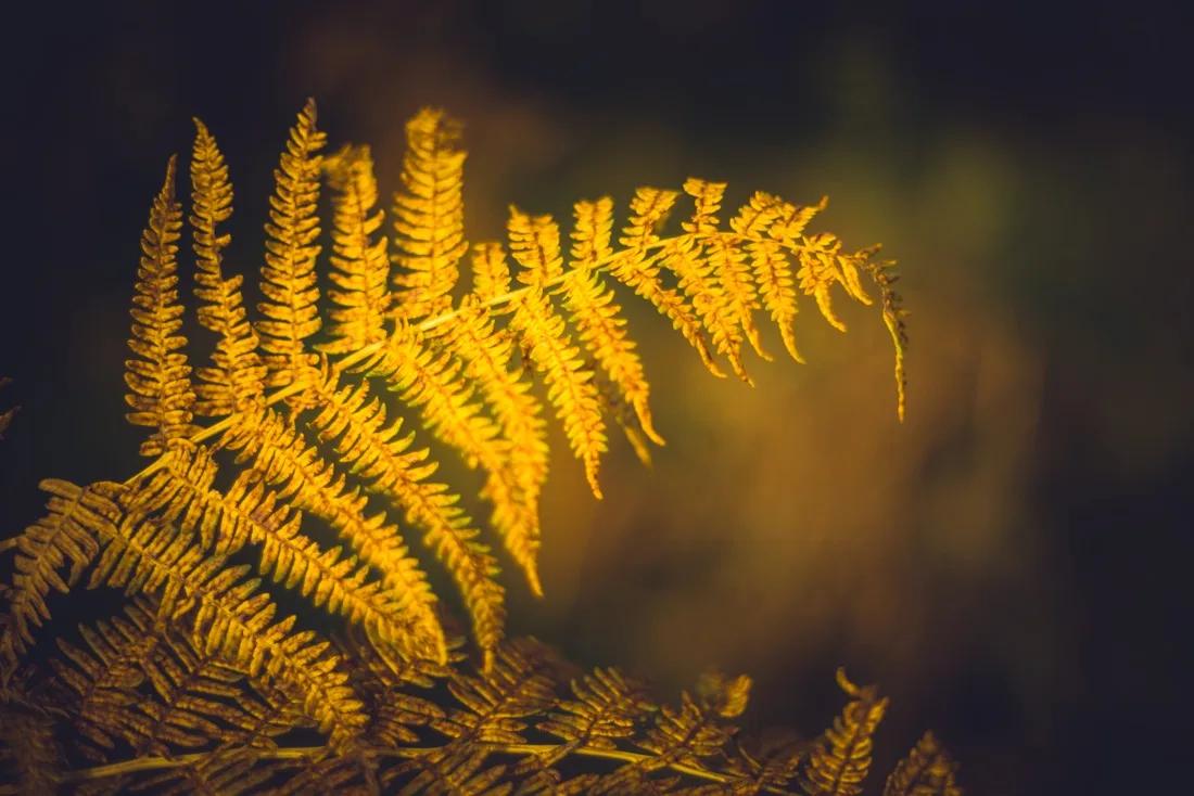 A close-up photograph from Dartmoor