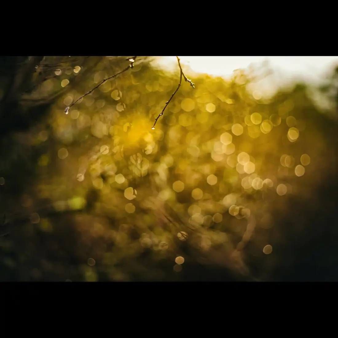A close-up photograph from Dartmoor